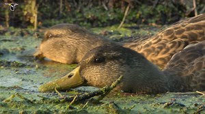 A Couple of Mallards "Dabble" and Feed on Aquatic Vegetation | Bird Academy • The Cornell Lab