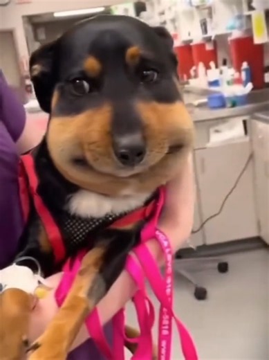 Dog vs Bee: Funny Dog Gets Stung — Viral Clip Explained