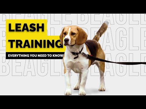 Ultimate Guide to Leash Training your Beagle