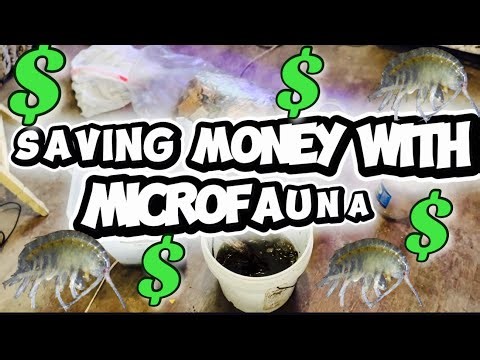 Saving money with Microfauna