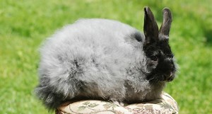 Everything You Need to Know About the Angora Rabbit