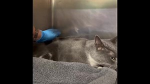 43 reactions · 31 shares | What a beautiful grey tuxedo Sabrina is...