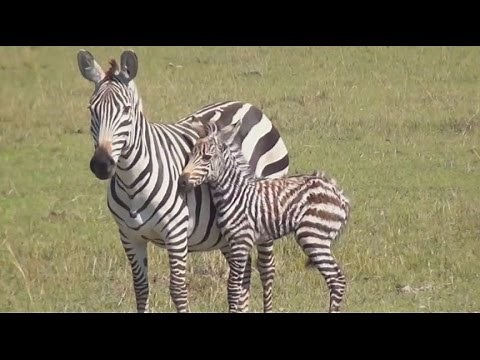 Amazing Africa - Wild Animal Documentary - National Geographic