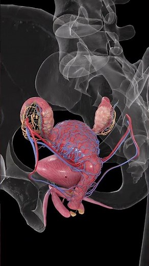 Comprehensive Female Anatomy Model | 3D Medical Animation by SciePro
