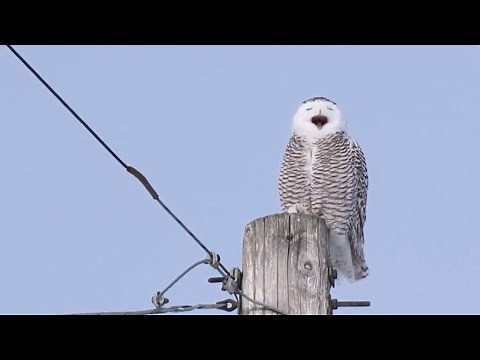 A VERY vocal Snowy Owl