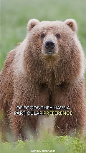 Kodiak Bear 🐻 | The Giants of the Alaskan Wilderness #shorts