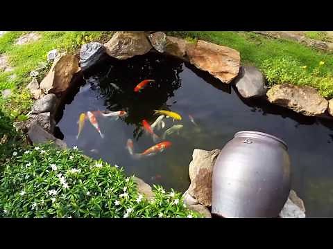 Hồ cá koi đẹp tiểu cảnh sân vườn 🏔 Hồ cá Koi mini ngoài trời 🐬 Koi Fish Pond Ideas