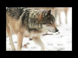 Wolf Sounds Part 1