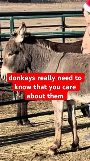 Connecting with Your Wild Donkey (the most important video you'll ever watch)