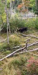 You never know what you’ll see in your treestand. Thanks to one of our fans for sending along this video! | NH Fish and Game