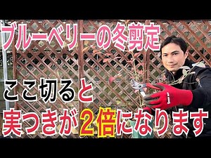 【ブルーベリ】樹形をコンパクトにする剪定を実践で解説します！【植替え】【園芸】【ガーデニング】