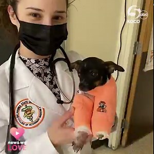 973 reactions · 234 shares | #NewsWeLove ❤️ GOOD NEWS UPDATE! Remember Siggi, the little puppy born with upside-down paws? She is now walking on all four paws for the first time, thanks to innovative treatment at Oklahoma State University's College of Veterinary Medicine! Learn more >> https://bit.ly/3zygKDc | KOCO 5 News | Facebook