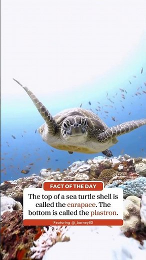 Sea Turtle Shells Are SO COOL!