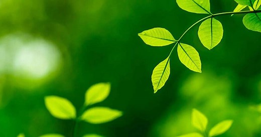 Girdling Roots Treatment and Removal | Davey Tree