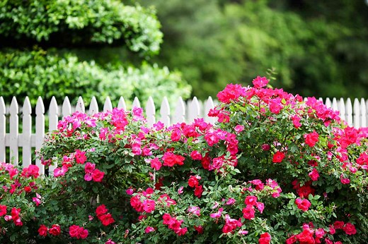 How to Grow and Care for Knock Out Roses—the Easiest Bush to Plant in Your Garden