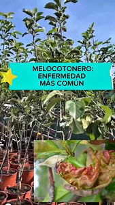 🍑 ¿Tienes melocotoneros o frutales de hueso? En este vídeo te contamos cuáles son las enfermedades más comunes que afectan a esta familia: la lepra o abolladura, la monilia, el oídio y otros problemas frecuentes que pueden debilitar tus árboles y arruinar la cosecha. 🌿 Detectarlas a tiempo es clave para mantener tus plantas sanas, mejorar la producción y evitar daños mayores. Con un buen manejo y tratamientos adecuados, puedes proteger tus frutales y disfrutar de frutos de calidad. 👀 Aprende 