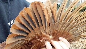 How to Clip Chickens' Wings the Right Way