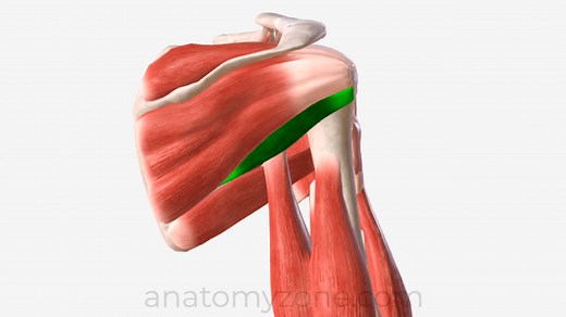 Teres Minor Muscle - Origin, Insertion, Action, 3D Model | AnatomyZone