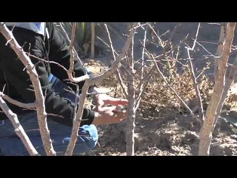 APRICOT TREE PRUNING