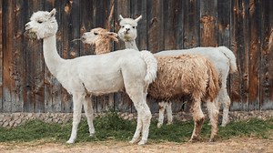 Guard Alpacas: What Farm Animals Can Alpacas Protect?