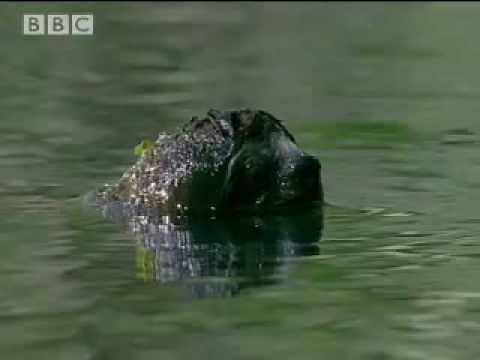 What really killed the sloth? Part 2 - Amazon Assassin - BBC