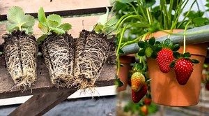 How to Quickly and Efficiently Grow Juicy Strawberries