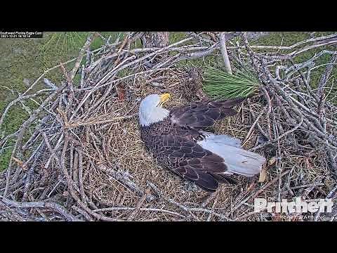 Southwest Florida Eagle Cam Live Stream