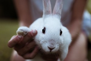 15 of the Best Pet Rabbit Breeds