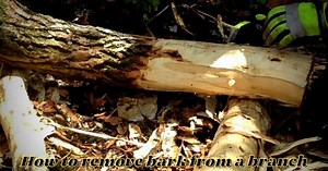 How To Remove Bark From A Branch (For Indoor Decoration)