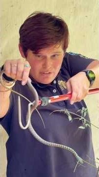 Catching a snake!! Warning- don’t do this at home! #snakecatcher #snakes