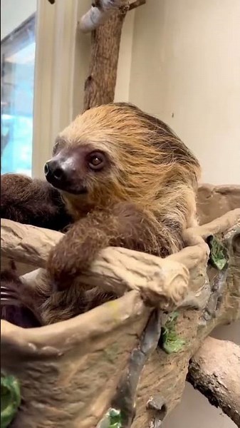 Baby Sloth Has the Cutest Hiccups Ever 🦥💛