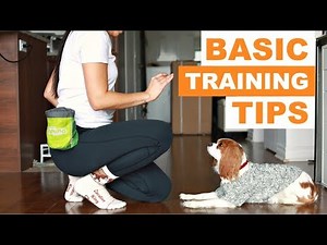 Dog Training 101: How to Teach your Dog Basic Tricks