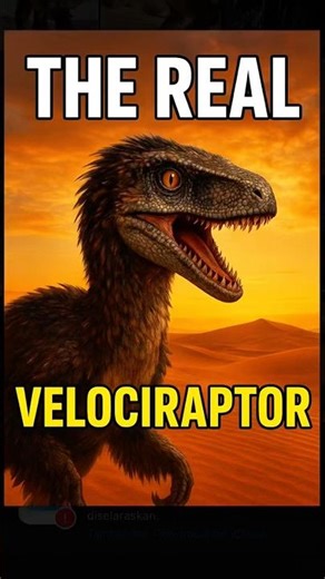 Hollywood Lied: The REAL Velociraptor Will Shock You 😳🦖 #history #dinosaur