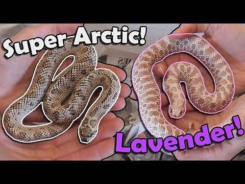 Unboxing *Fancy Morph* Hognoses!
