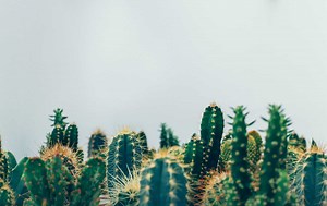 Cactus Facts