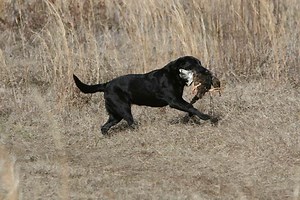 Retriever Hunting Tests
