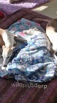 Whippet puppies: Speedy, and snuggly – the perfect combination of energy and calm for a loving home!