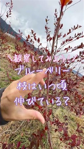 ブルーベリーの枝はどの季節に伸びているのか？〜枝を観察してみよう〜 #ブルーベリーの森あづみの #ブルーベリー栽培 #ブルーベリーの剪定 #幸せフルーツ工房