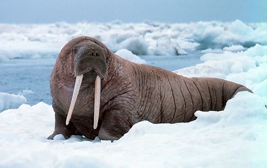 Walrus | Oceana