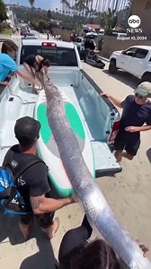 758K views · 4.9K reactions | A rarely seen deep sea fish resembling...