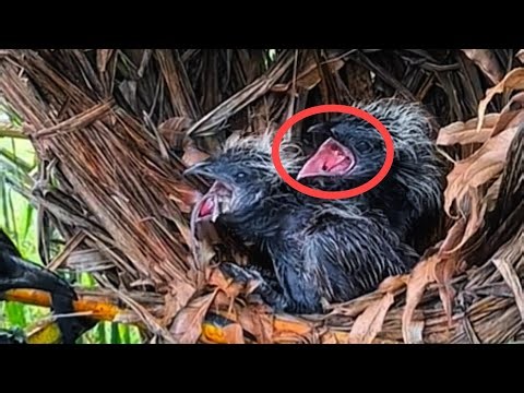 Baby predator birds start to get aggressive when brought food