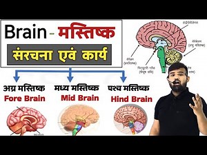 Brain - मानव मस्तिष्क | Structure of Brain | Brain Anatomy and physiology | Nervous System
