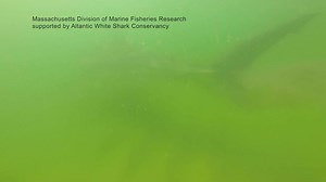 Happy #WhiteSharkWednesday! The AWSC Team has been asked many questions related to sharks. There are two questions we are asked frequently: 1. Do sharks poop? 2. Has the reseach team seen a white shark poop while being out on the water? Well....Yes! Sharks (and all animals) poop. While the research team hasn't seen a shark poop from the resarch vessel, the team has recorded sharks doing so during data collection. Here is a video that the team collected of White Shark Salty. Video footage is take