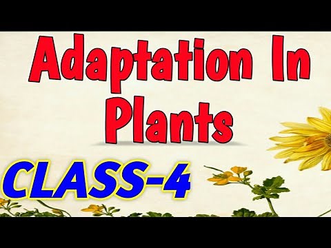 ADAPTATION IN PLANTS || Class 4
