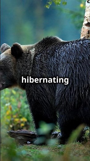 Why Do Animals Hibernate? Discover the Science Behind Hibernation! 🦔❄️