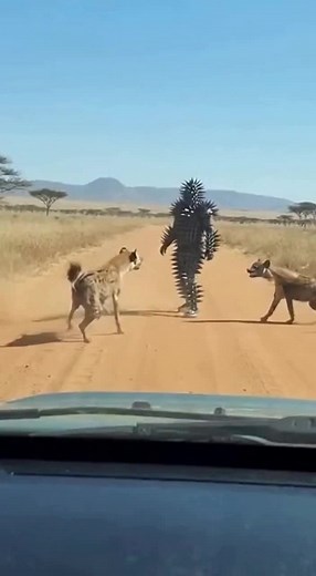 Cactus Man! time for action #music #horror #animals #horrorpodcast #horrorstories