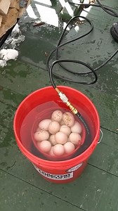 702K views · 3.4K reactions | Washing Eggs Has Never Been Easier… #farm #eggs #eggwasher | Gold Shaw Farm | Facebook