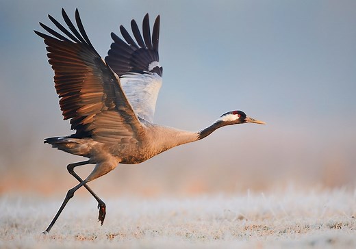 Crane Symbolism & Meaning ( Totem, Spirit & Omens)