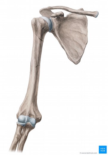 Medial epicondyle of humerus