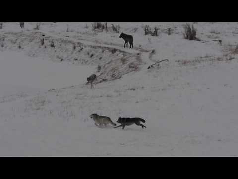 Wolves Running Full Speed